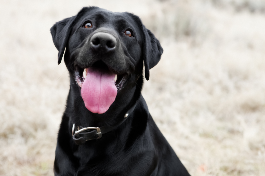 a black lab smiling
