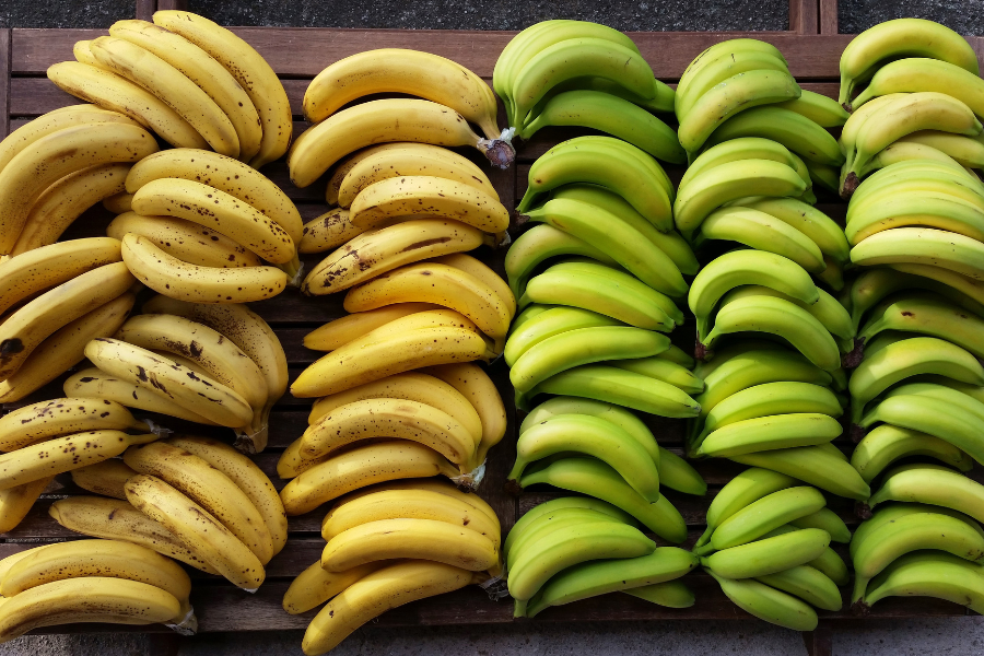ripe and unripe bunches of bananas that have prebiotic fiber in them