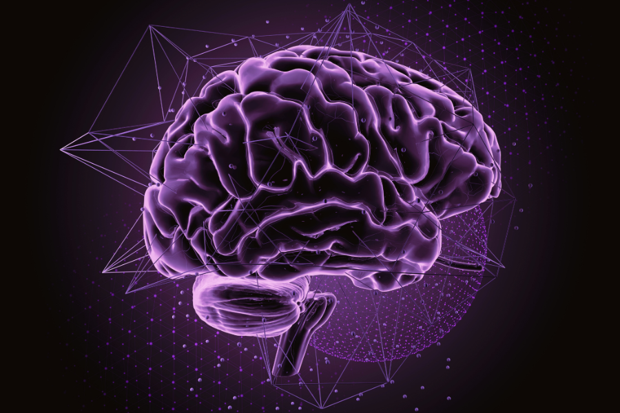 a drawing of a human brain
