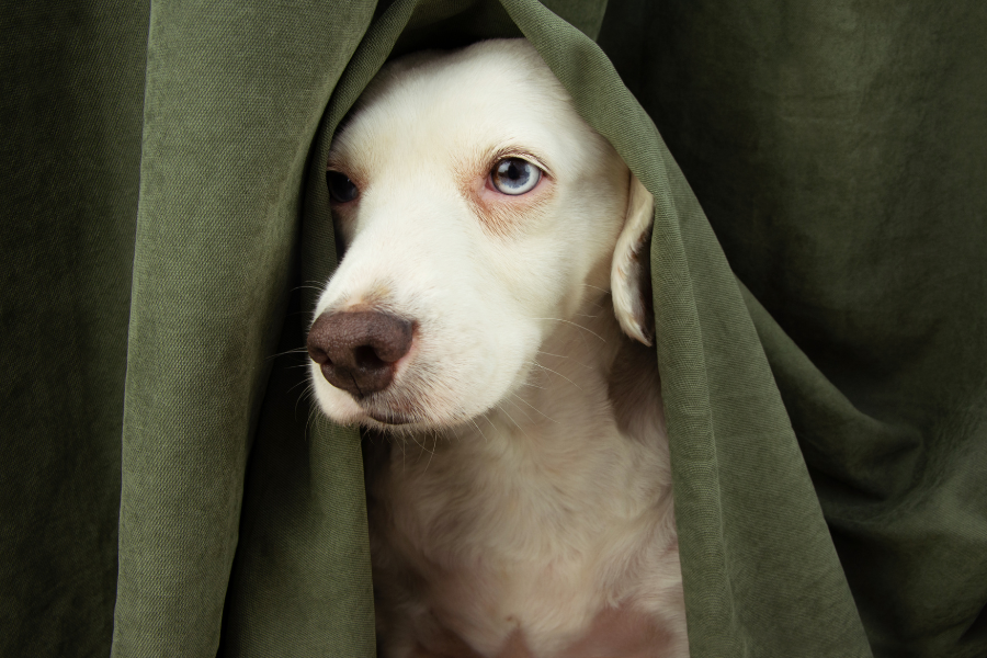 a dog behind a green curtain