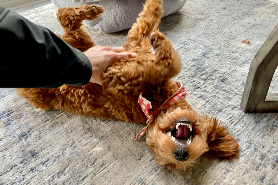a human scratching a dogs belly