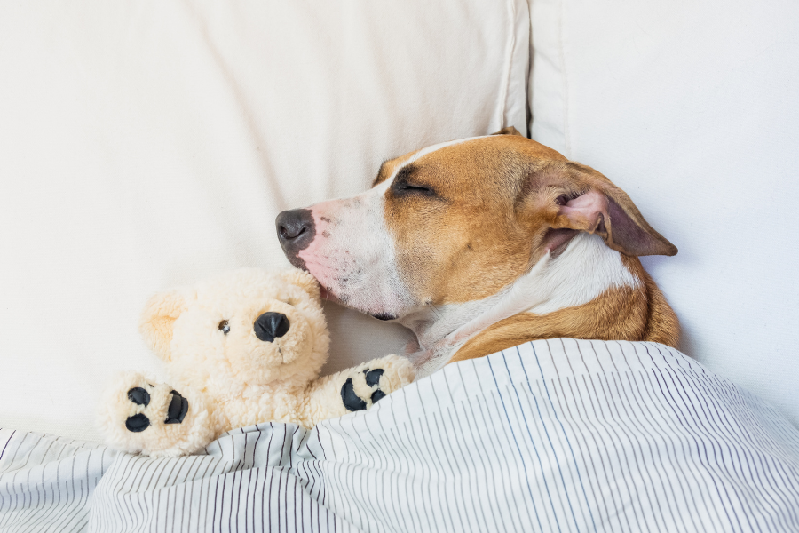 a dog under the covers in bed