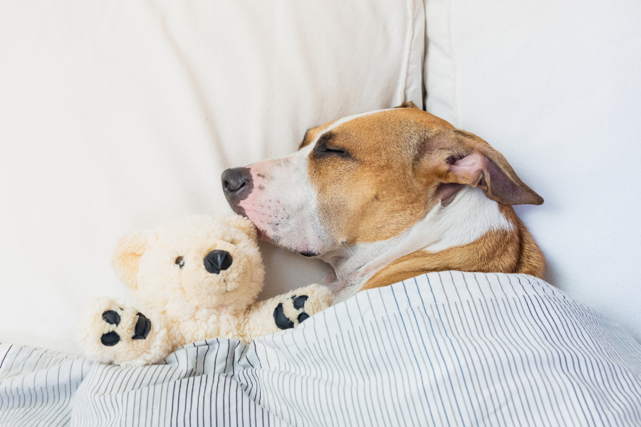 Why Do Dogs Lick Pillows? Unraveling the Mystery