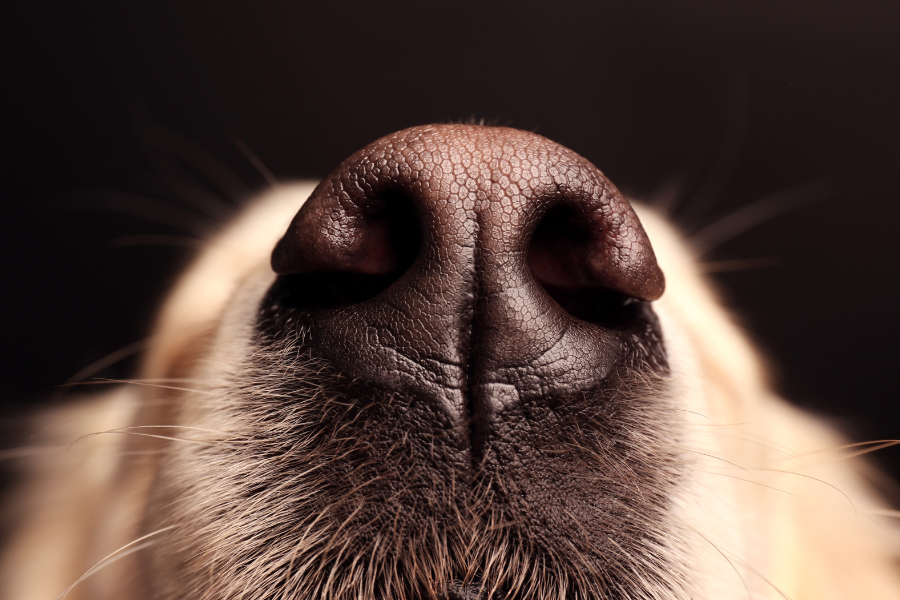 a nose of a golden retriever