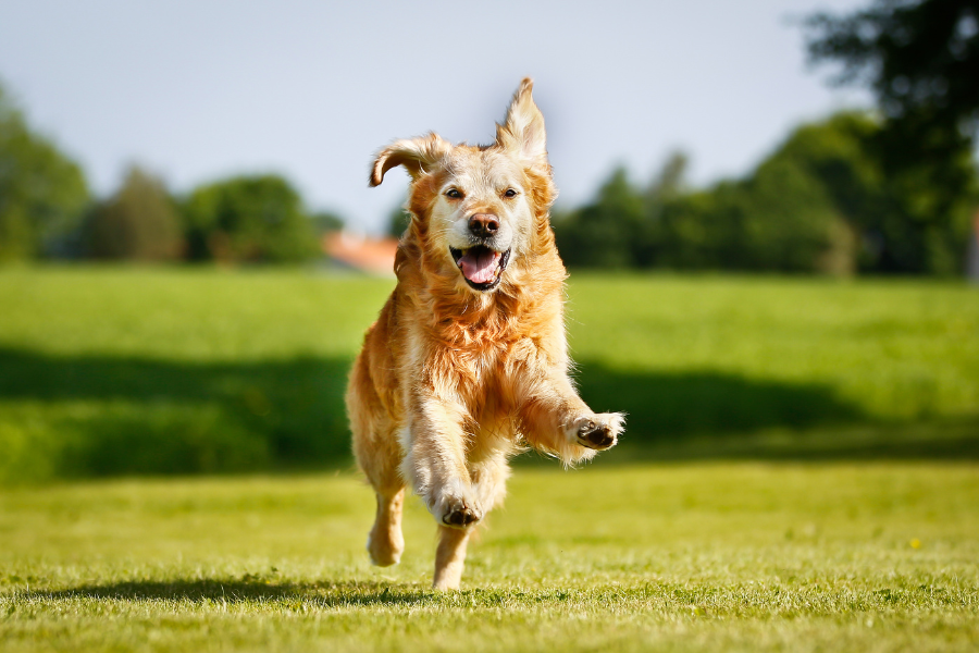 a dog running on grass