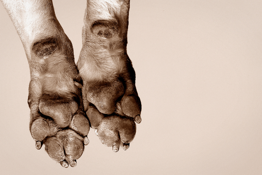 two dog paws