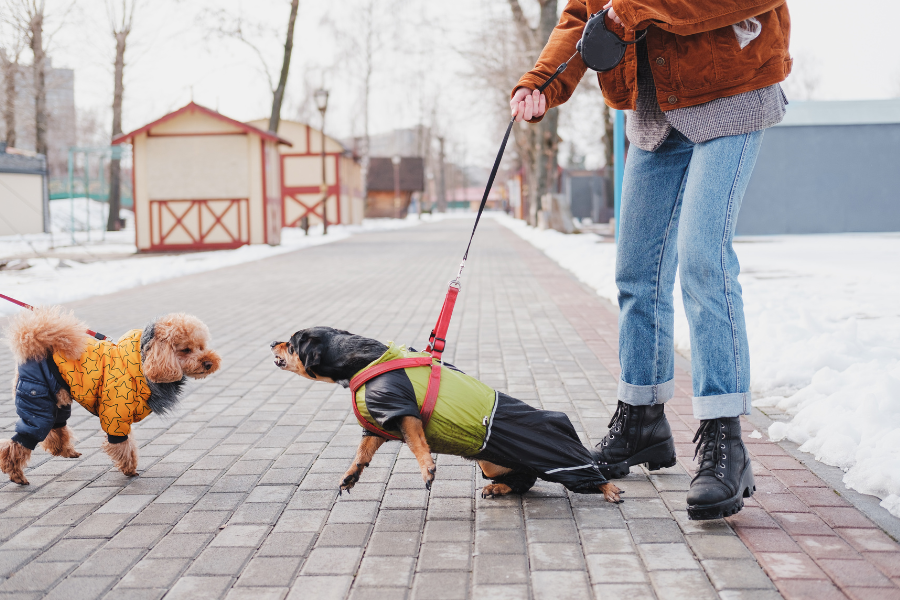a dog lunging toward another dog