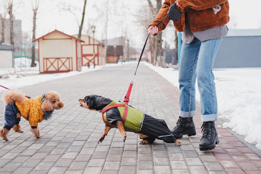 Leash reactive dog training hotsell