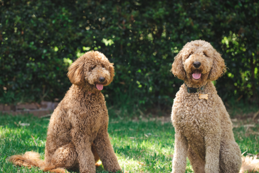 two dogs sitting in the grass