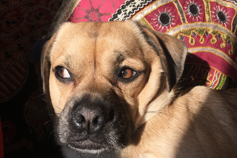 a dog giving a side eye