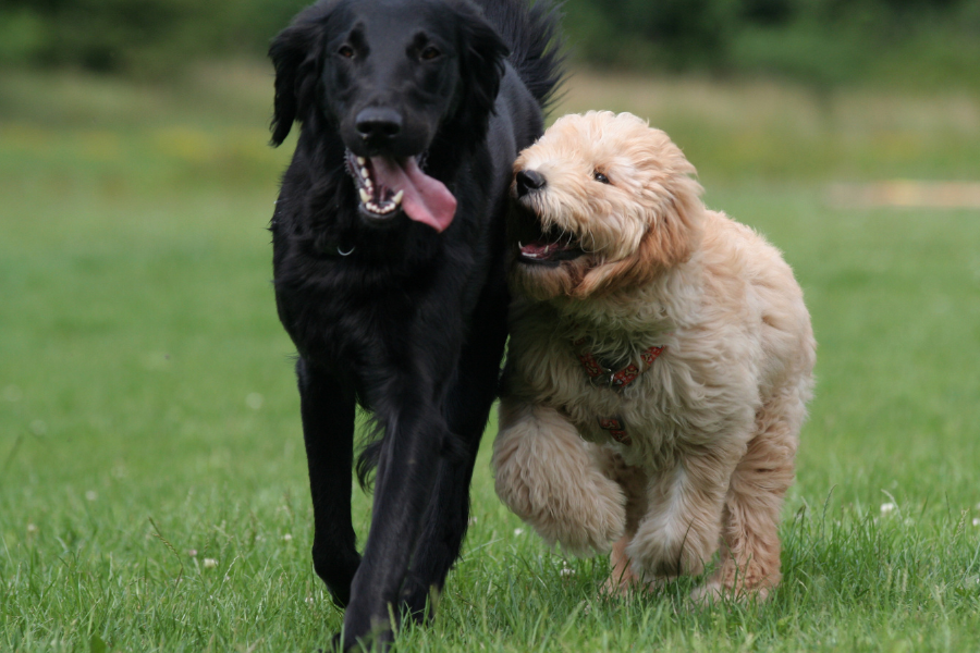 two dogs playing