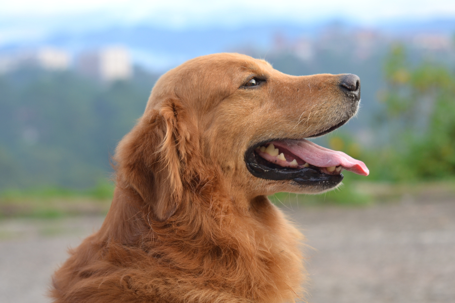 golden retriever