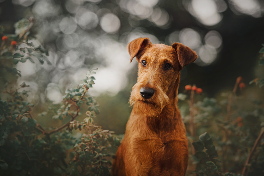 Are Irish Terriers Hypoallergenic What Every Dog Lover Should Know