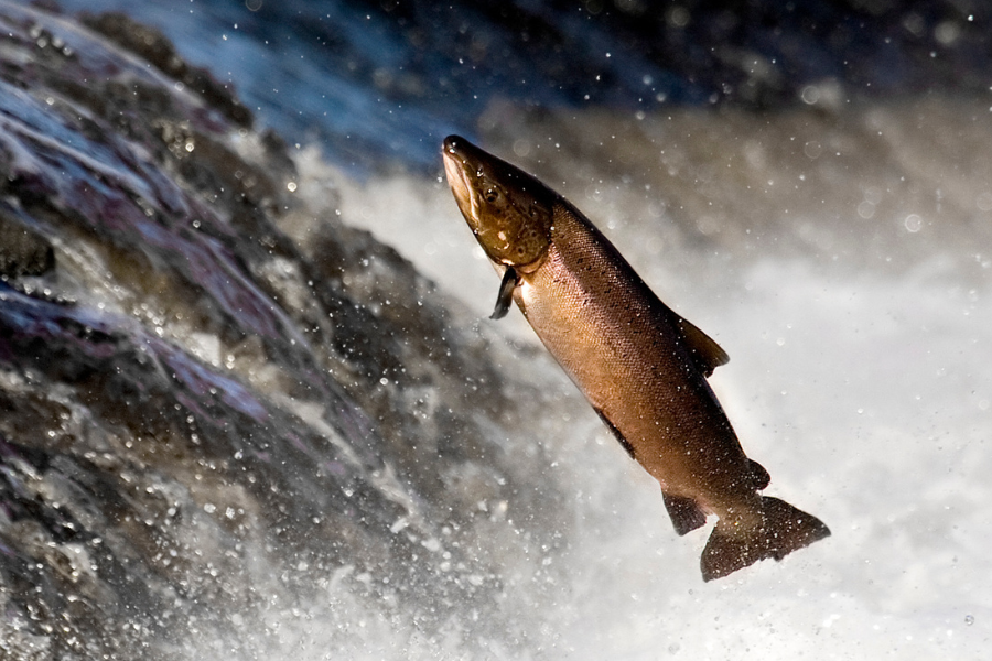 salmon jumping
