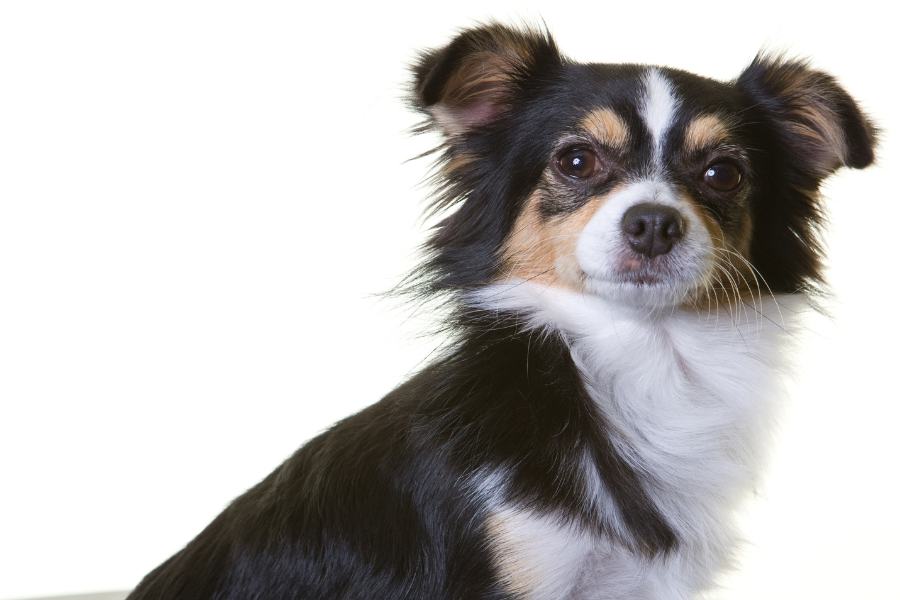 a long haired chihuahua