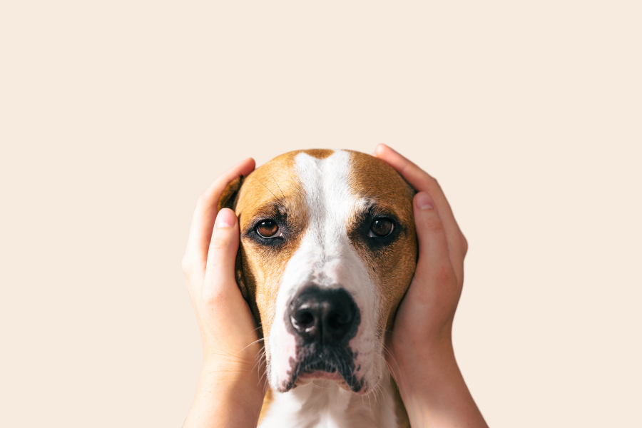 a stressed dog with human hands touching its head