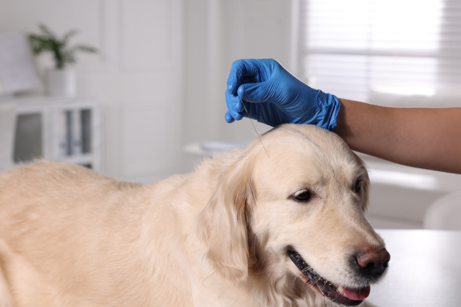 a dog getting acupuncture