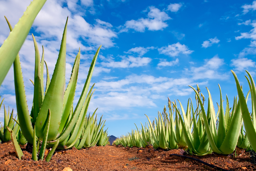 aloe vera plants outside