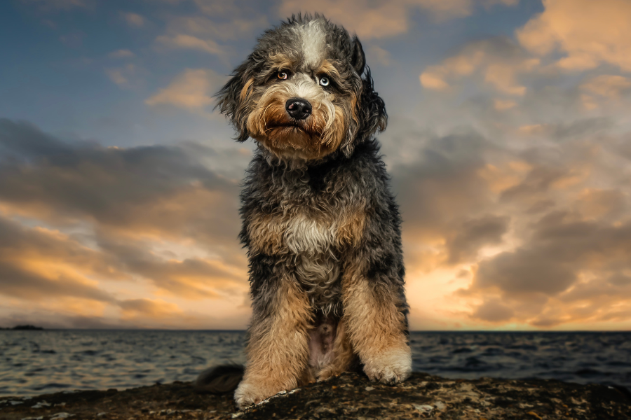 aussiedoodle sitting on a rock on the beach