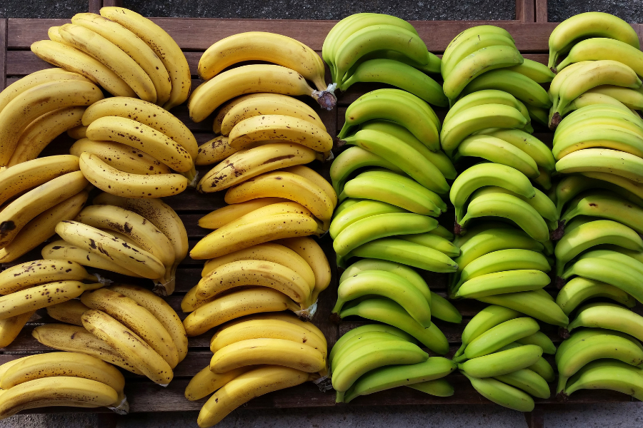 ripe and unripe bunches of bananas that have prebiotic fiber in them 