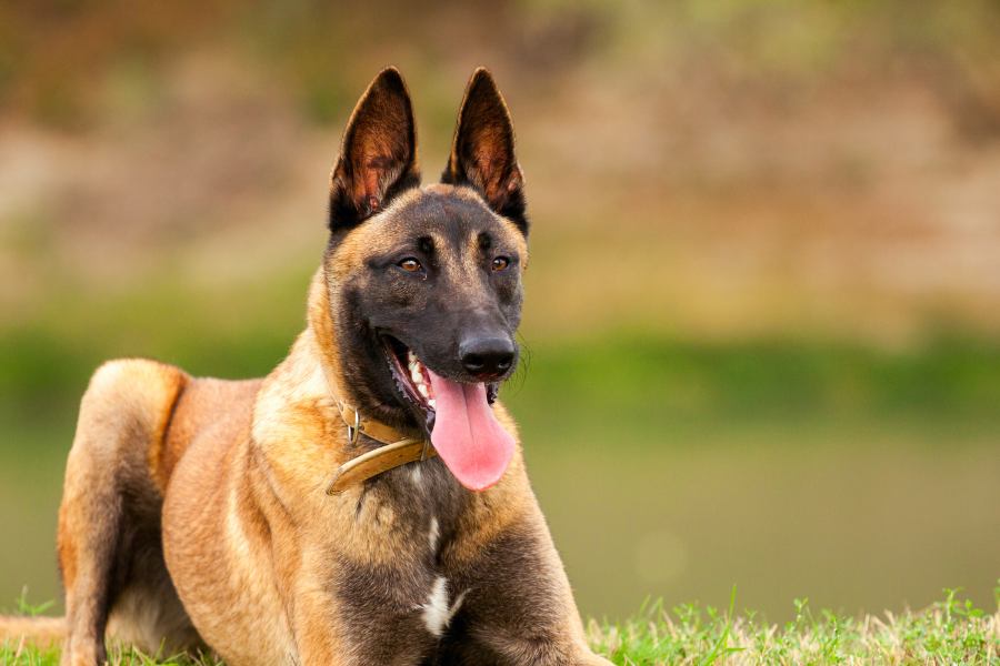 a belgian malinois sitting outside