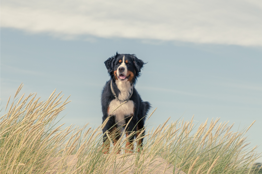 bernese mountain dog on beach