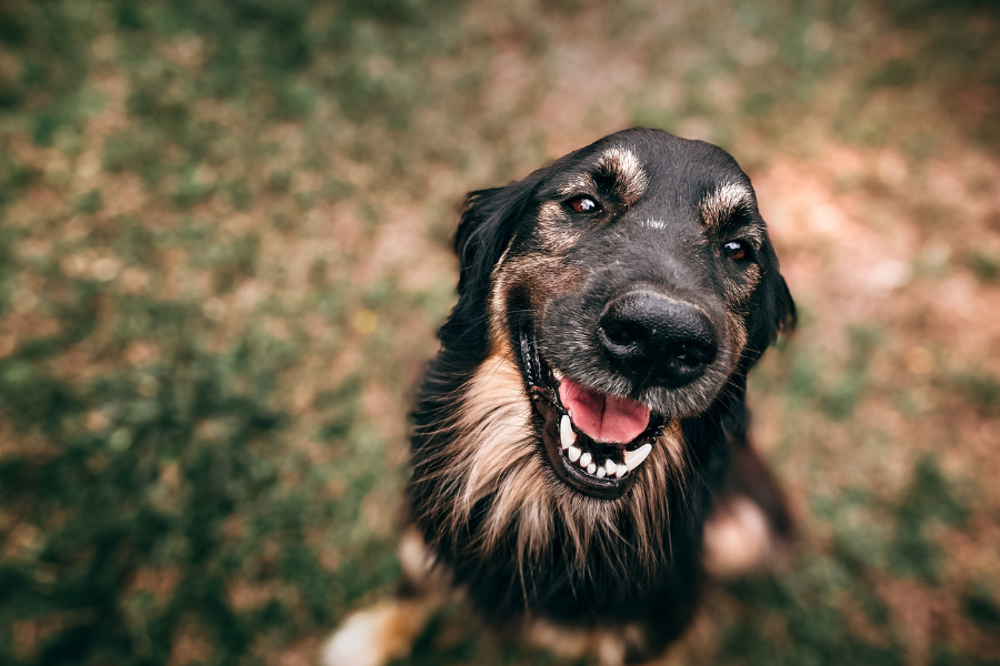 a brown and black dog in nature