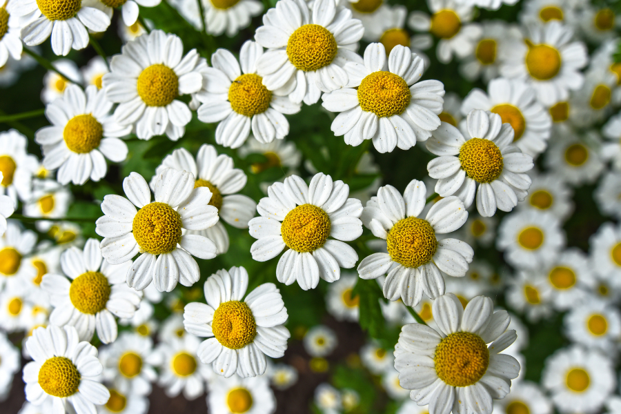 a bunch of chamomile flowers