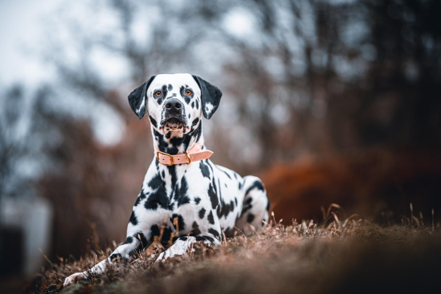 a dalmatian in the forest