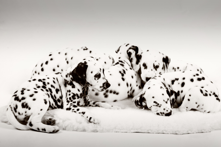 group of dalmatian puppies