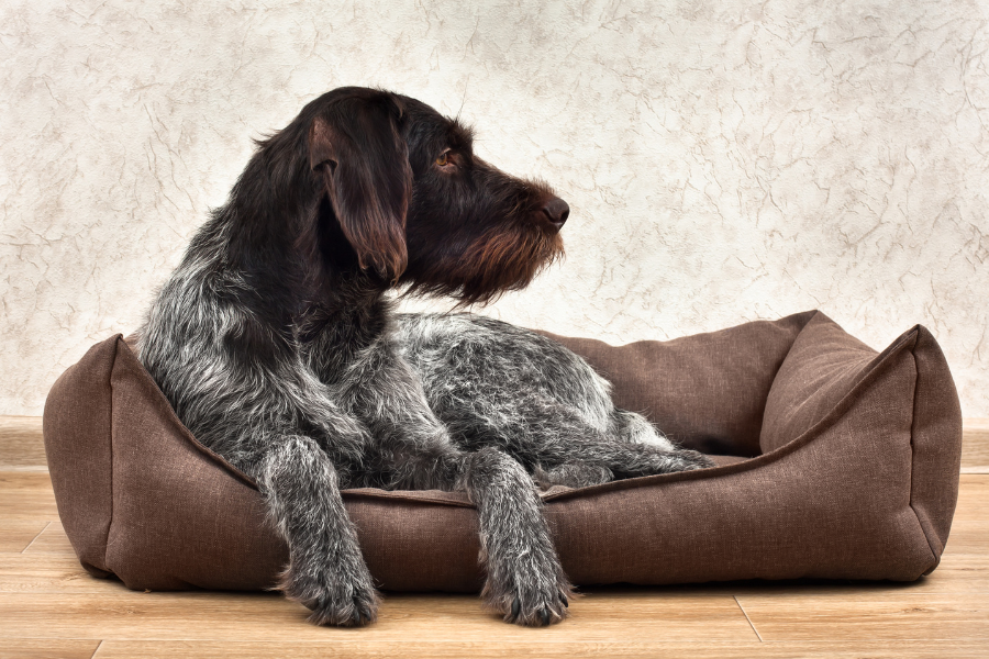 a dog lying in a dog bed