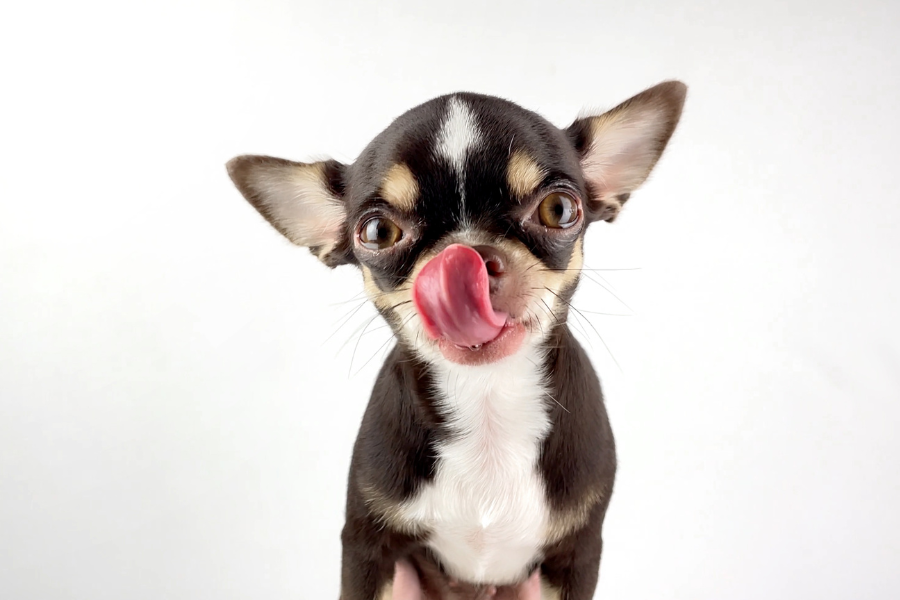 a small dog licking its lips