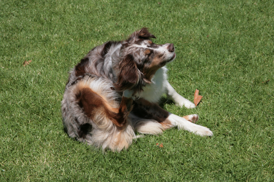 a dog sitting on a lawn scratching their ear