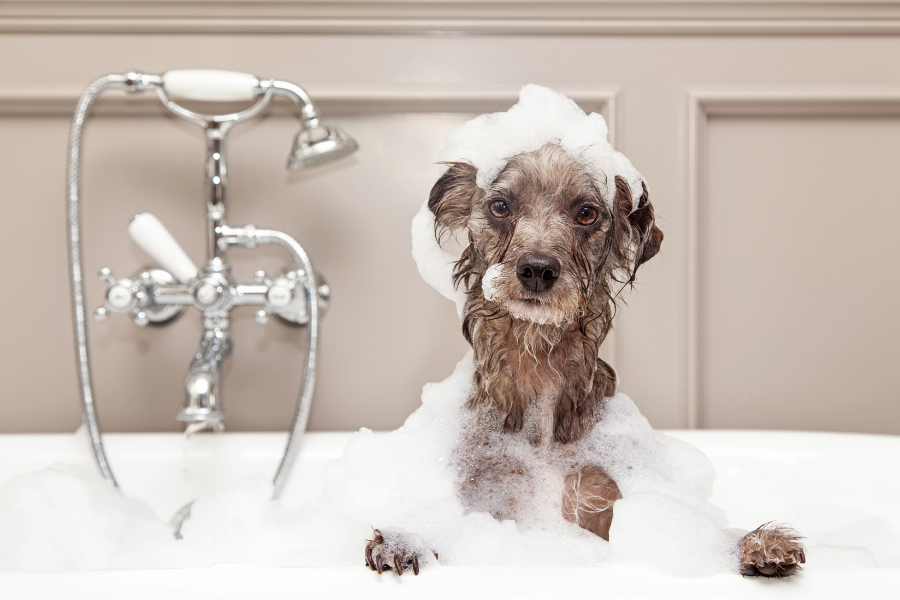 dog in a bath