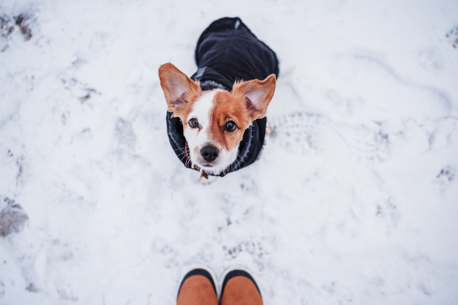 a dog looking up towards a person