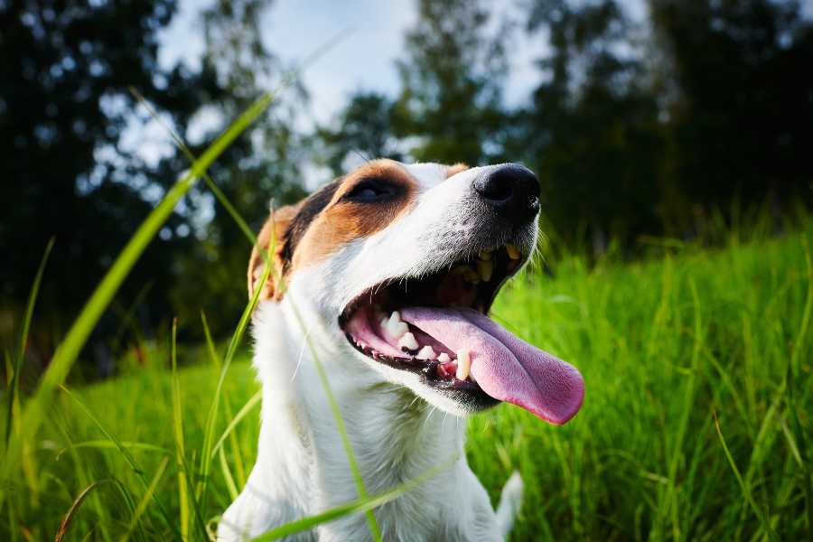 a dog panting in the grass