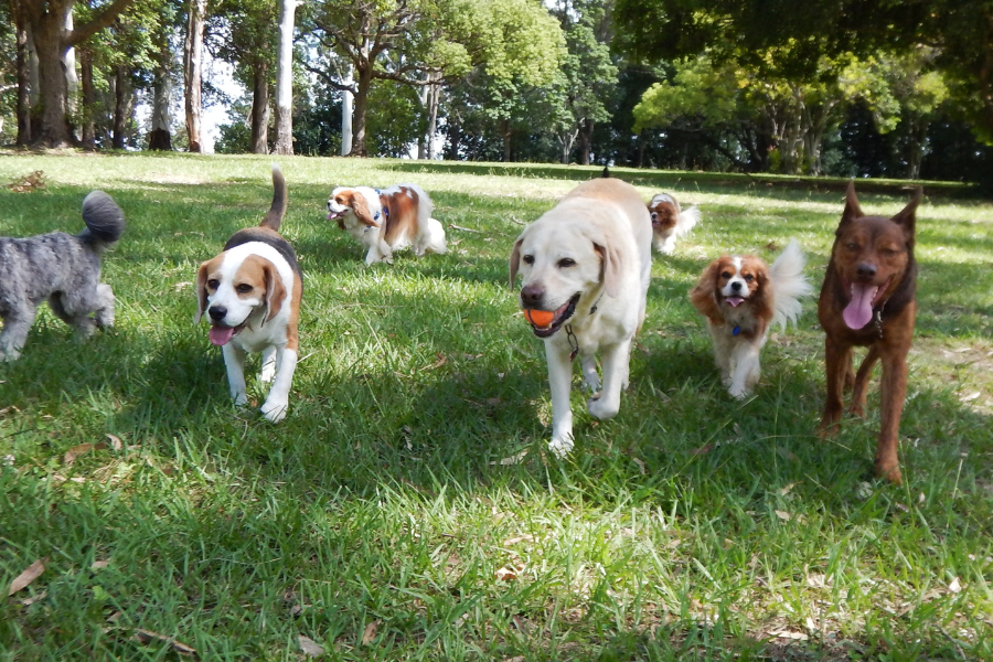 a pack of dogs in a dog park