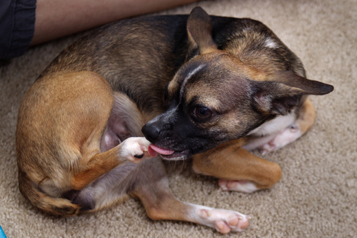 a dog licking their paws