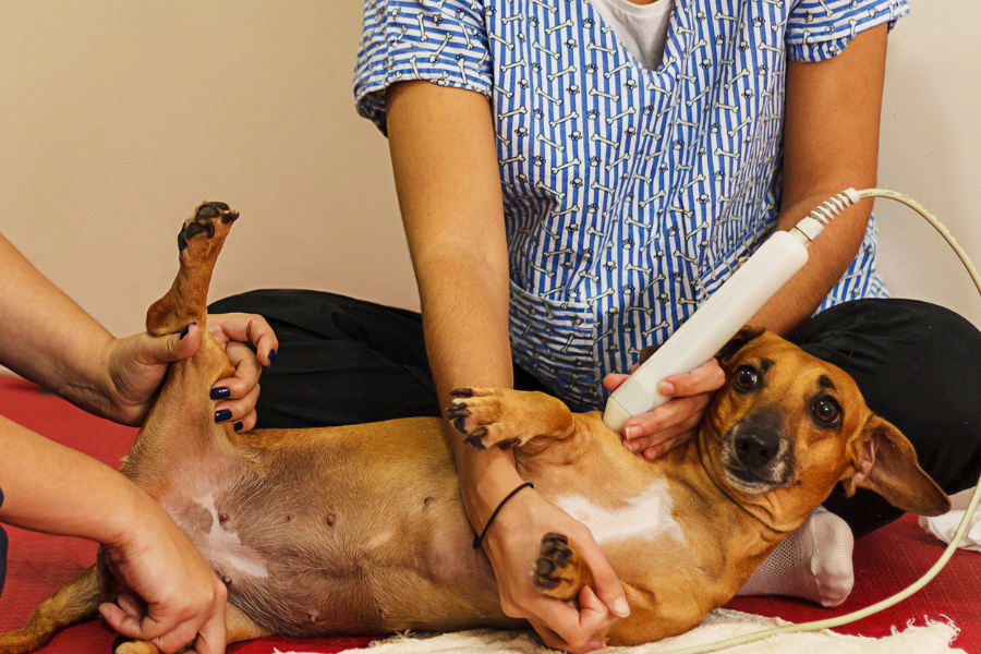 a dog getting physical therapy