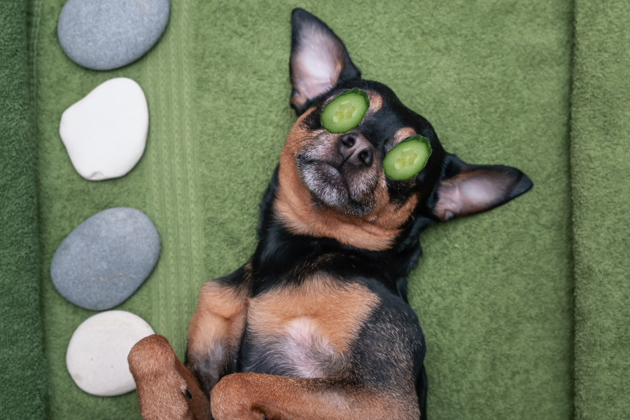 a dog relaxing with cucumber slices over his eyes