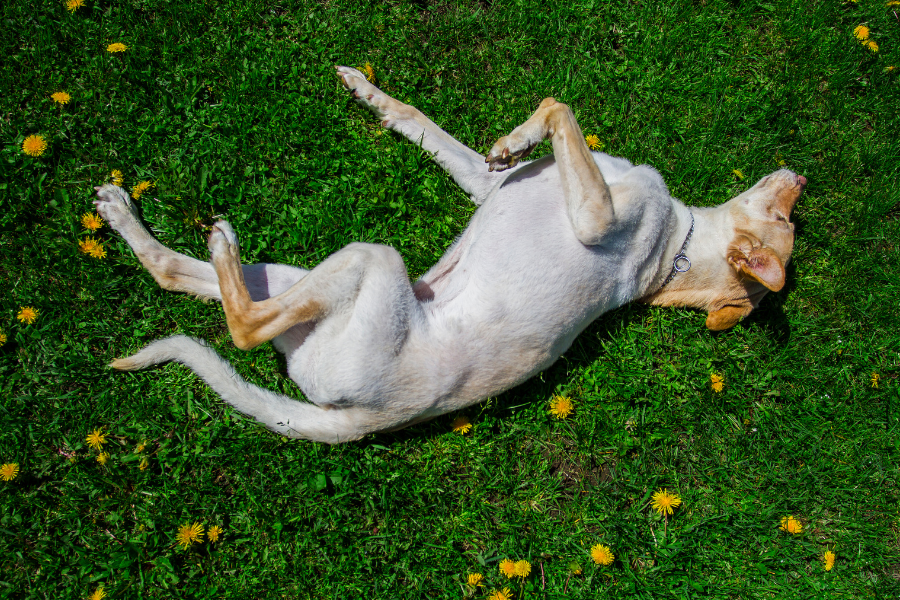 a dog rolling in the grass