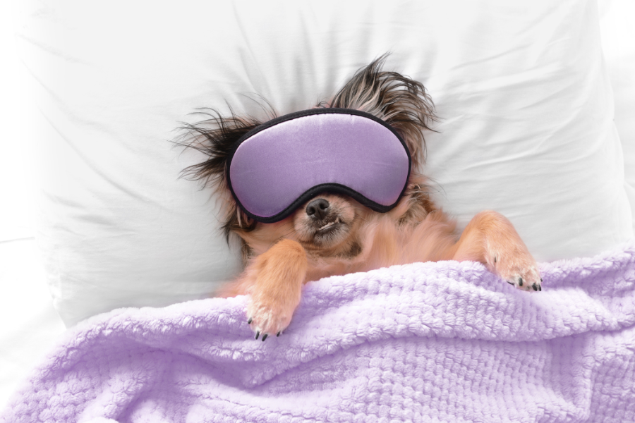 a dog wearing an eye mask