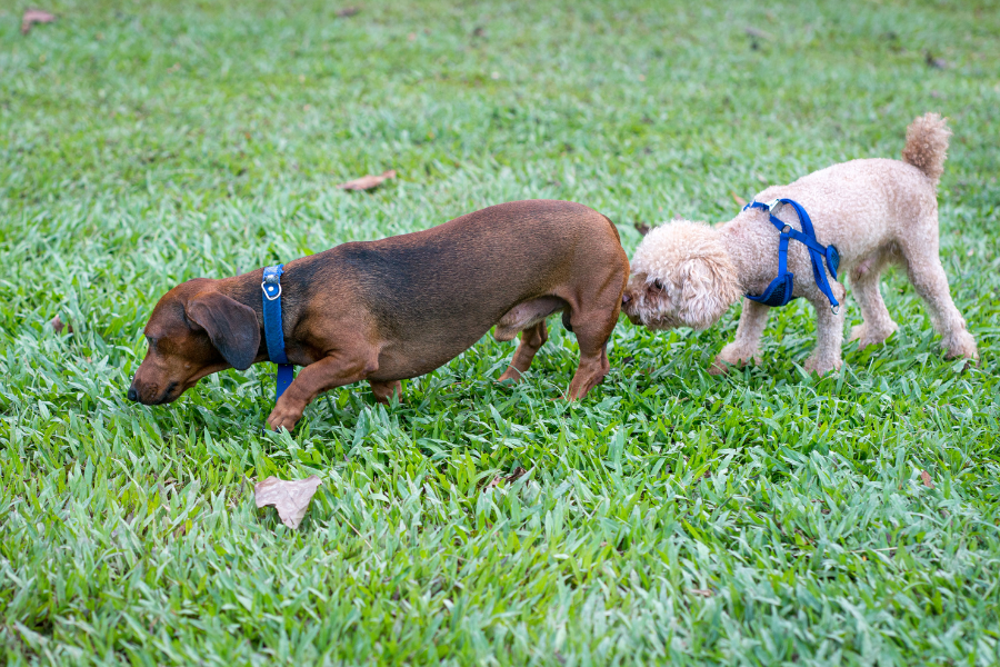 dog sniffing butts