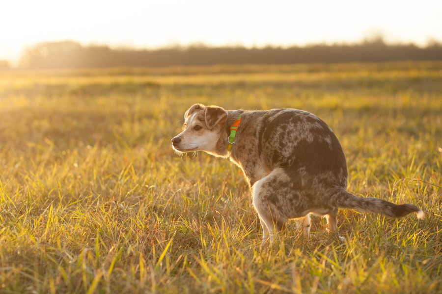 a dog pooping in a grass field