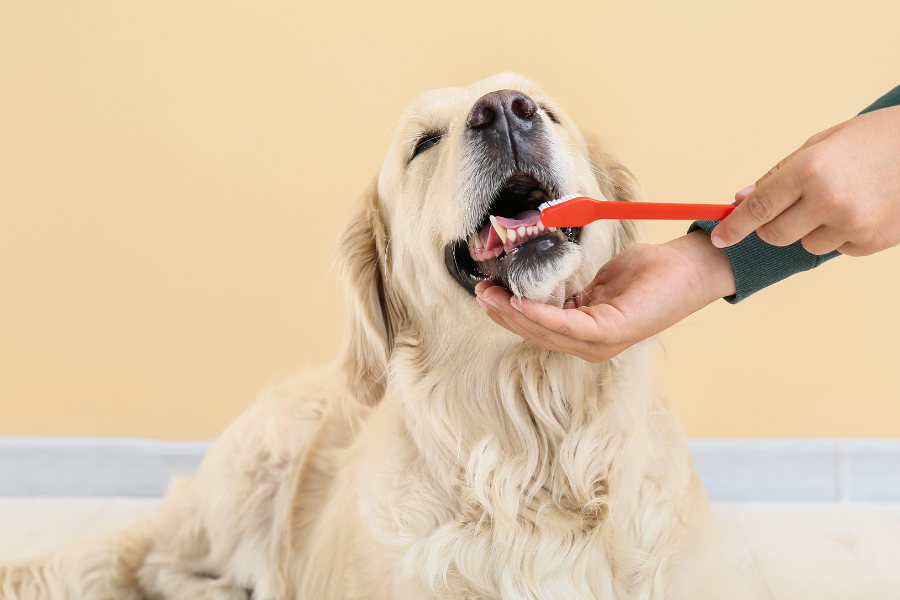 A Dog's Smile Matters – How Often Should You Brush Your Dog's Teeth?