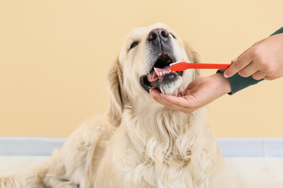 a human brushing a dog's teeth