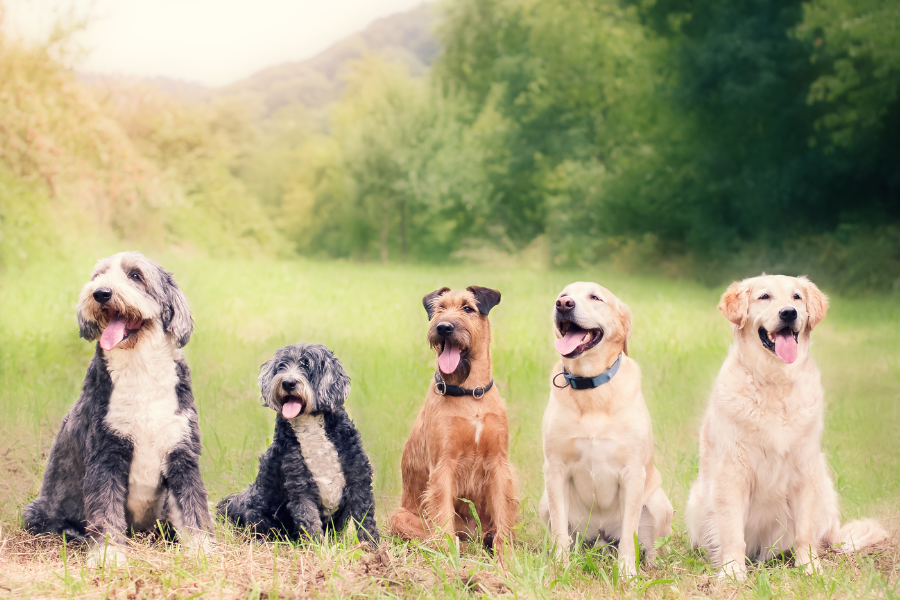 dogs in a row sitting next to each other