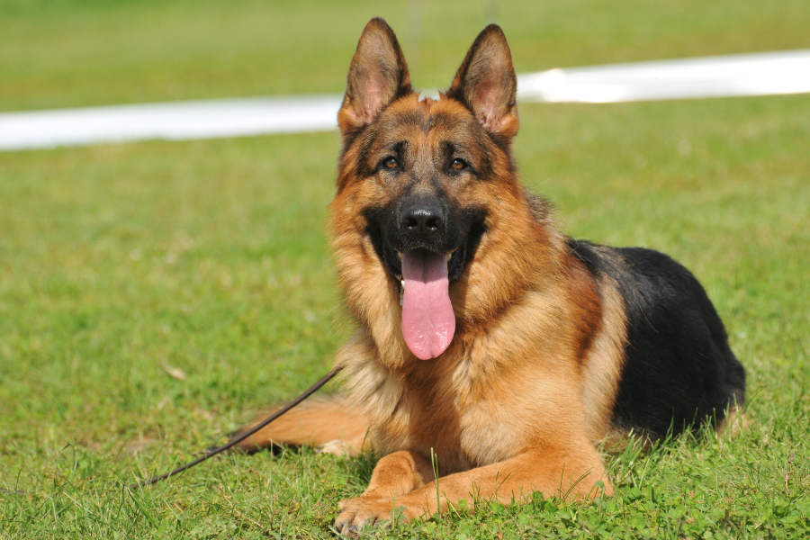 german shepherd on a grass lawn