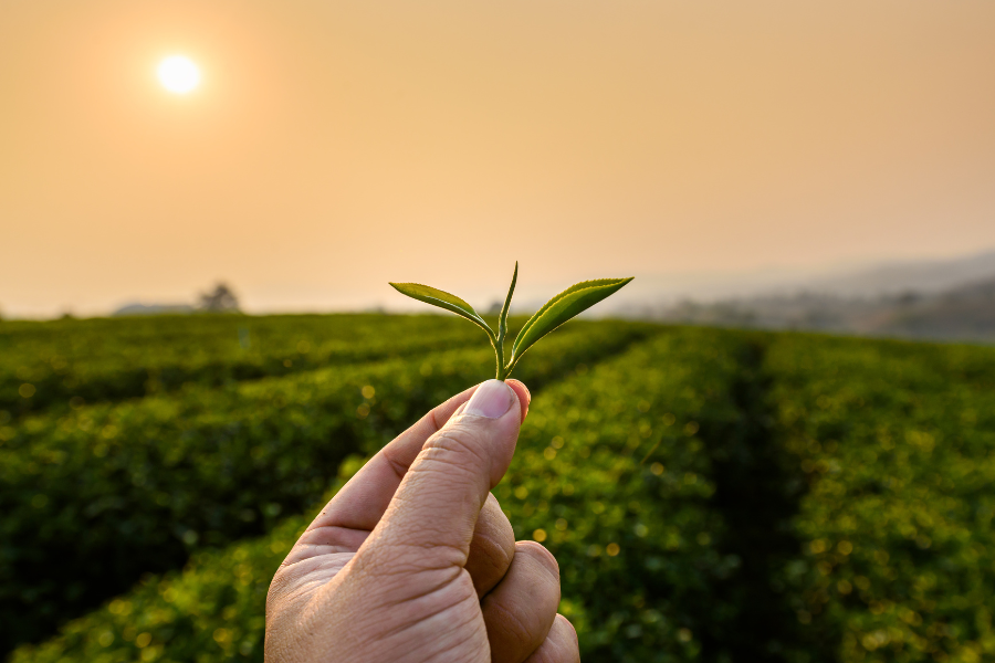 a farmer holding up a green tea leaf