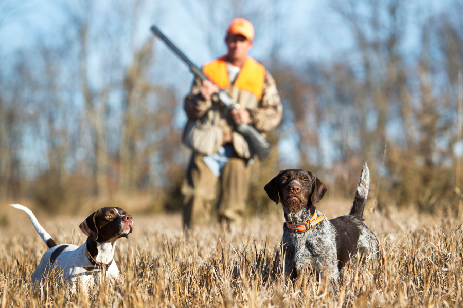 hunting dogs waiting excitedly 